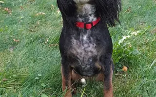 Shamy bouje s bolestí. Pomozme jí prožít stáří důstojně