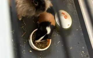 Sbírka na operaci pro Freddyho