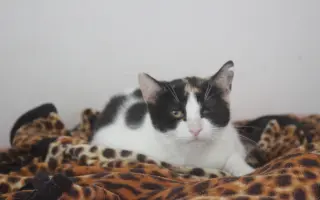 Kočičí maminky potřebují ošetření zoubků!