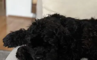 Pomohli jste Medvídkovi Pú k lepšímu zraku