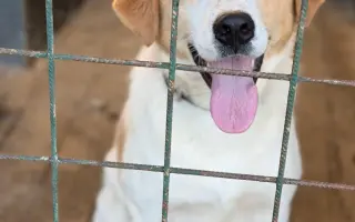 Veterinární péče pro psy v útulku - podzim 2026