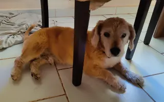 Pomoc pro pejsky čekající na nový domov
