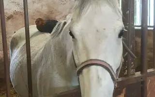 Pomozte nám dát zvířatům bezpečný domov. Zachránit nestačí.