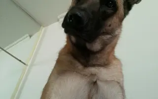 Prosím pomozte zachránit Ziwikovi život