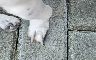 Narovnejme nožičky statečnému štěněti Ričíkovi (8 měsíců)