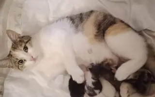 ZACHRAŇME KOŤÁTKA PŘED ZIMOU!