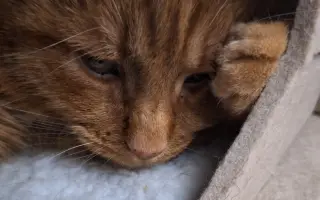 9 nalezených Lásek