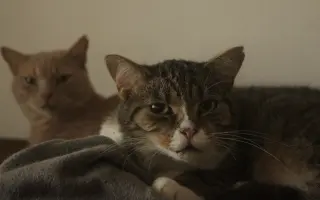 Pomůžeme kočičkám z Čestlic k bezbolestnému životu? Pomůžeme kočičkám z Čestlic k bezbolestnému životu?