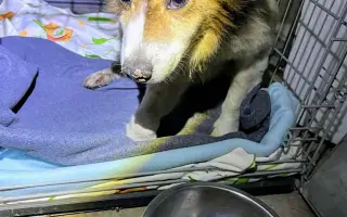 POMOC PRO FOXÍČKA - ZDRAVÝ DECH A PROTÉZA