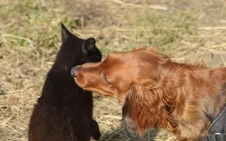 Pomoc pre Hectorka ❤️ držte tlapky, právě bojujeme 🍀