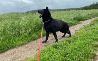 Veterinární diety pro pejsky v útulku