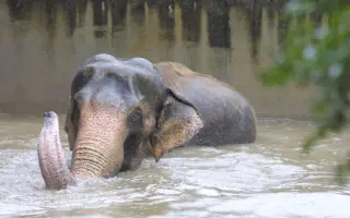 Podpořte knihu JAK SE DĚLÁ ZOO a vyražte s bývalým ředitelem do zoo!