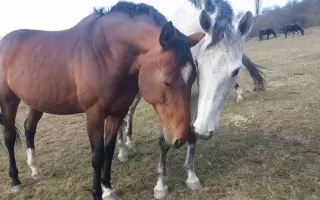 Důstojný život pro naše koňské kamarády