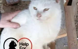 POMOZTE NÁM ZASTAVIT KRUH KOČIČÍHO UTRPENÍ. Víme jak na to, ale bez vás to nezvládneme.