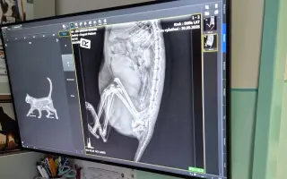 Pomozte kočičí superhrdince Marvel s operací