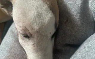 Sbírka pro štěňátko Břeťu - Whippet 3. měsíce