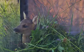 Mláďata na jaře, ostatní zvířata celoročně - ti všichni nás potřebují!