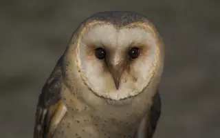 Návrat sovy pálené do české krajiny IV.