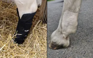 Pomozte kobylce znovu stát na nohou