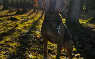 🥾 154 KM ZA TY, KTEŘÍ UŽ NEMŮŽOU 🐾