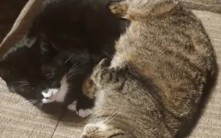 Operace kočičky Páji