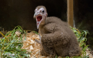 Podpořte supa kapucína, který se narodil v Zoo Praha