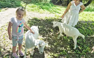 Zvířata přišla o život – my o kus srdce. Podpořte záchranu farmy po útoku psů.