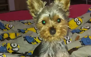 Pejsek Ajax potřebuje operaci nožičky