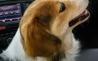 POMOC PRO FOXÍČKA - ZDRAVÝ DECH A PROTÉZA