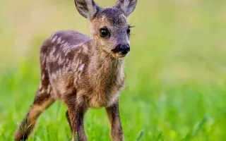 Pomozte Oldovi zachránit další srnčata