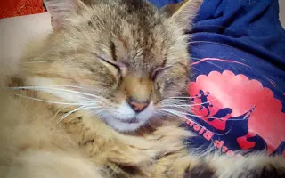 Slunce pro zachráněné kočičky - pergola se zázemím