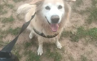 FOXY čekal 10 let na domov. Konečně ho našel. Teď bojuje o život.