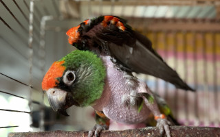 Stavba pavilonu pro papoušky v nouzi