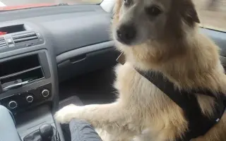 FOXY čekal 10 let na domov. Konečně ho našel. Teď bojuje o život.
