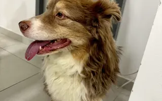 Freddie a NEpřítel nádor - pomůžete?