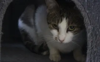 Pomůžeme kočičkám z Čestlic k bezbolestnému životu?