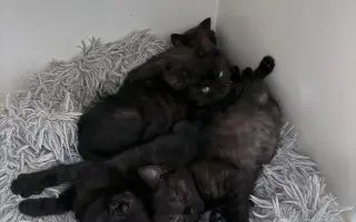 Pomozte nám vybudovat více teplých pelíšků pro kočičky