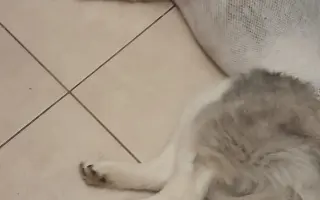 Velká šance pro bojovnici Kačku