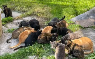 Kastracemi proti živoření koček