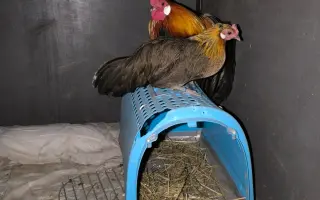 Pomozme zachovat Dvůr poslední šance