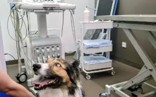 POMOC PRO FOXÍČKA, ASPENA A TAFFY-JACKA