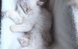 Pomůžete zachránit Nelince kočičí kamarádku? Hrajeme o čas.