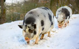 Pomůžete nám naplnit bříška hospodářským zvířátkům
