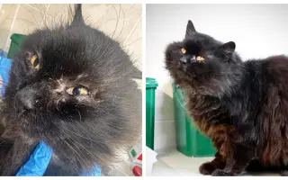 Za zdravé oči a tlapky Midnighta