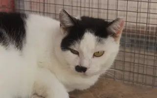 Kočičí maminky potřebují ošetření zoubků!
