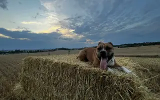 ...aby se Roxy mohla postavit bezbolestně na nohy