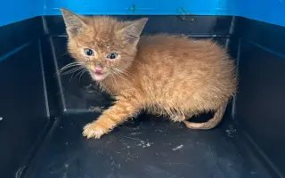Dej šanci bezbranným psům a kočkám ve spolku Pet Heroes z.s.