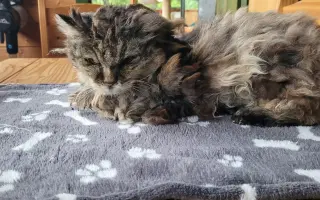 Šance na život pro Ouška a další kočičky z našeho depozita