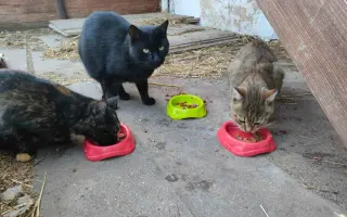 Lepší život pro kočky na Berounsku