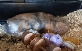 Sbírka na operaci Králíčka Muffina